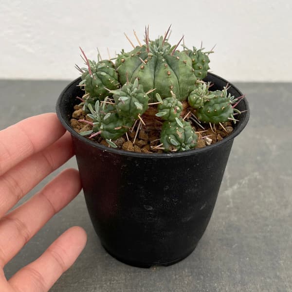 園芸ネット本店｜ユーフォルビア：紅青玉 3号鉢植え の通販【公式】