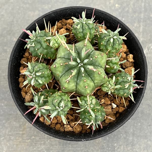 園芸ネット本店｜ユーフォルビア：紅青玉 3号鉢植え の通販【公式】