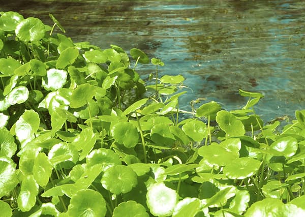 園芸ネット本店｜水生植物(ウォータープランツ)：ウォーター