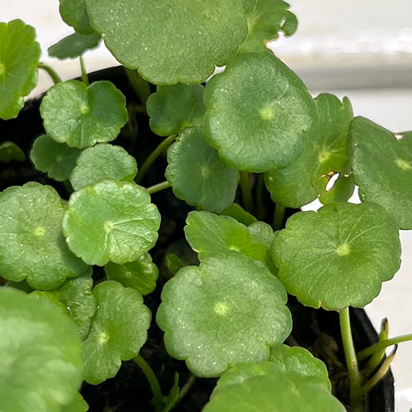 園芸ネット本店｜水生植物(ウォータープランツ)：ウォーター