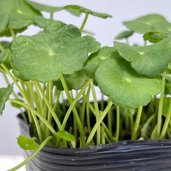 園芸ネット本店｜水生植物(ウォータープランツ)：ウォーター