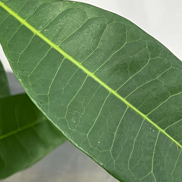 園芸ネット本店｜パキラ：極太 16cmポット植え の通販【公式】