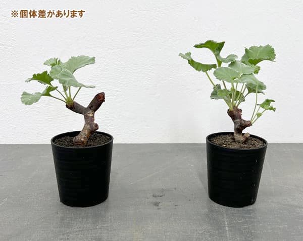 園芸ネット本店｜ペラルゴニウム：ミラビレ（挿し木）2.5号鉢植え の
