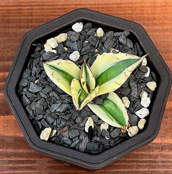 園芸ネット本店｜アガベ：チタノタ スナグルトゥース 3号鉢植え の通販