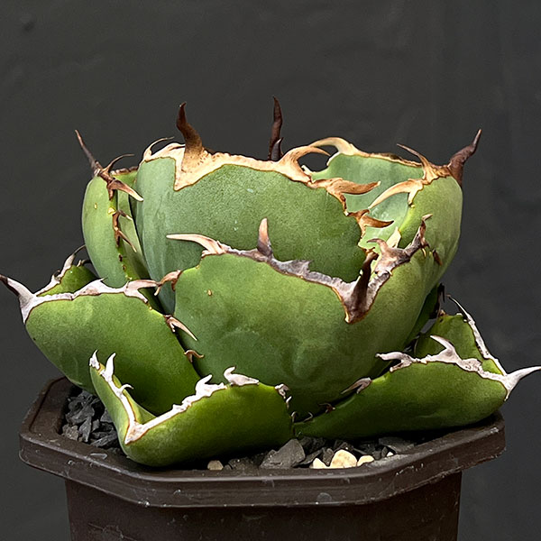 園芸ネット本店｜アガベ：ジャガーノート 3号鉢植え の通販【公式】