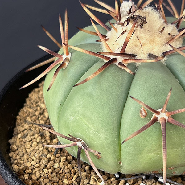 園芸ネット本店｜[ザ・ファームセレクト]サボテン：エキノカクタス