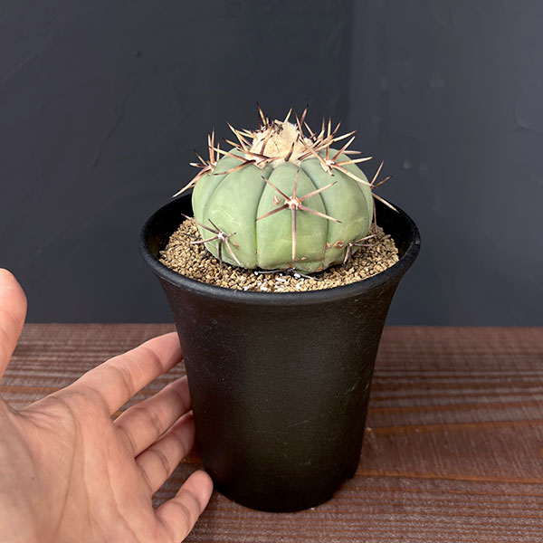 園芸ネット本店｜[ザ・ファームセレクト]サボテン：エキノカクタス