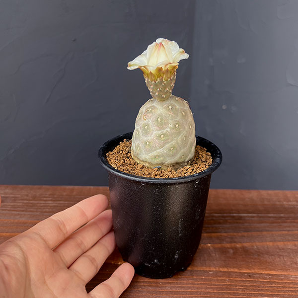 園芸ネット本店｜[ザ・ファームセレクト]サボテン：テフロカクタス