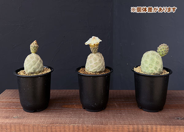 園芸ネット本店｜[ザ・ファームセレクト]サボテン：テフロカクタス