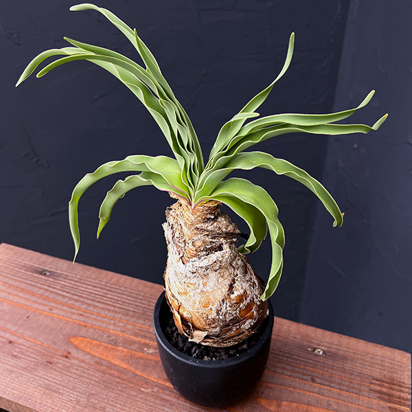 園芸ネット本店｜ブーファン：ディスティチャ 4号鉢植え* の通販【公式】