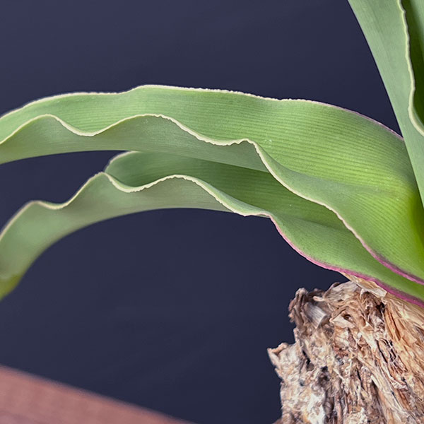 園芸ネット本店｜ブーファン：ディスティチャ 4号鉢植え* の通販【公式】