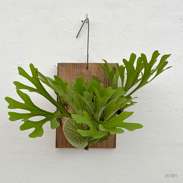 園芸ネット本店｜[ザ・ファームセレクト]ビカクシダ（コウモリラン