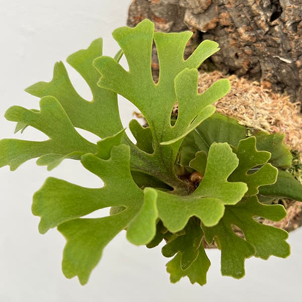 園芸ネット本店｜[ザ・ファームセレクト]ビカクシダ（コウモリラン