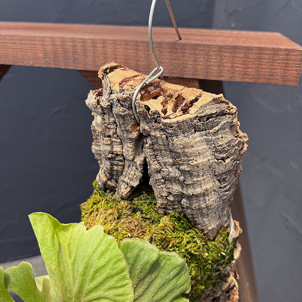 園芸ネット本店｜ビカクシダ（コウモリラン）：リドレイドワーフ