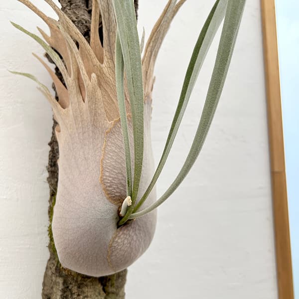 園芸ネット本店｜[ザ・ファームセレクト]ビカクシダ（コウモリラン