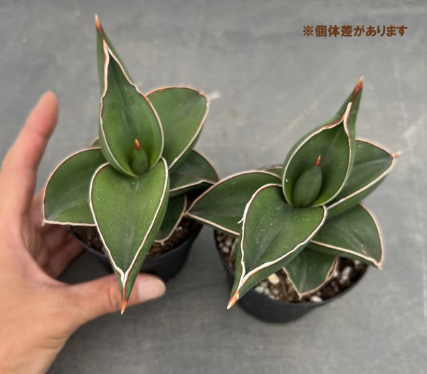 園芸ネット本店｜サンセベリア：エレンベルギー サムライドワーフ 2.5