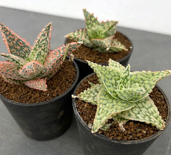 園芸ネット本店｜アロエ：オリジナルハイブリット 3号鉢植え の通販