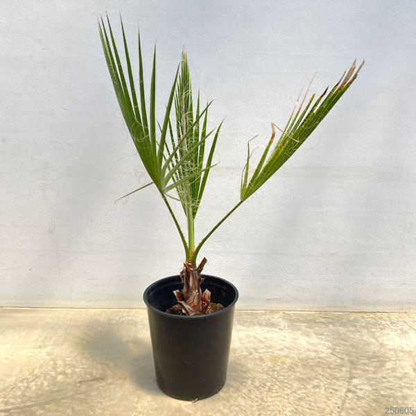 園芸ネット本店｜ワシントンヤシ（ワシントニア）7号鉢植え の通販【公式】