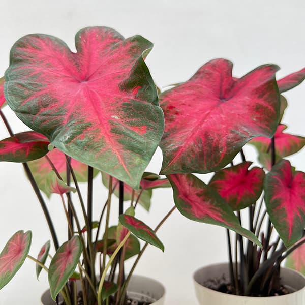 園芸ネット本店｜カラジュウム：sp.レッド 4号鉢植え の通販【公式】