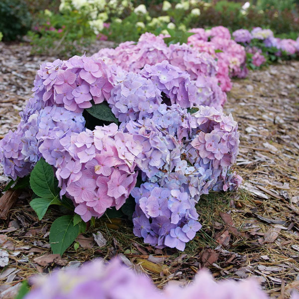 園芸ネット本店｜[26年4月下旬予約]アジサイ：サマーメドレー ペール