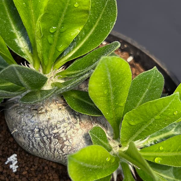 園芸ネット本店｜[ザ・ファームセレクト]パキポディウム：ブレビカウレ