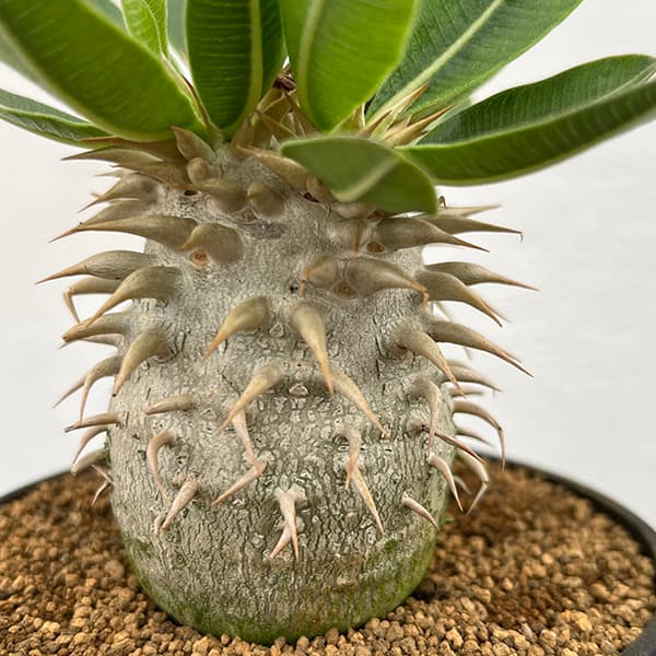 園芸ネット本店｜[ザ・ファームセレクト]パキポディウム：エブレネウム