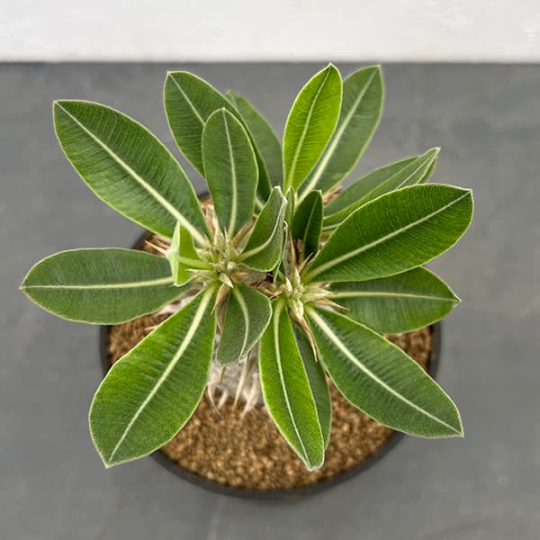 園芸ネット本店｜[ザ・ファームセレクト]パキポディウム：エブレネウム