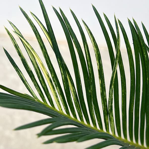 園芸ネット本店｜[ザ・ファームセレクト]ソテツ：斑入りソテツ 7号25