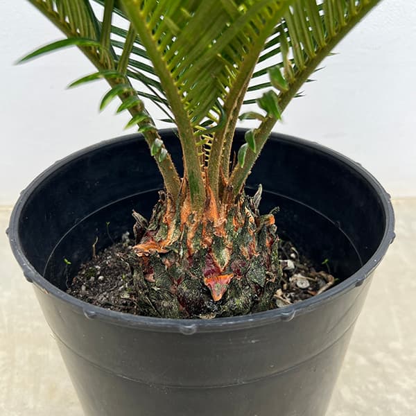 園芸ネット本店｜[ザ・ファームセレクト]ソテツ：斑入りソテツ 7号25