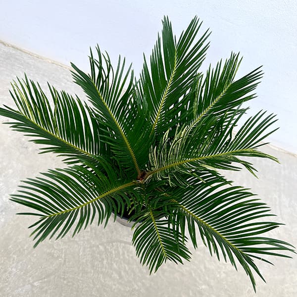 園芸ネット本店｜[ザ・ファームセレクト]ソテツ：斑入りソテツ 7号25