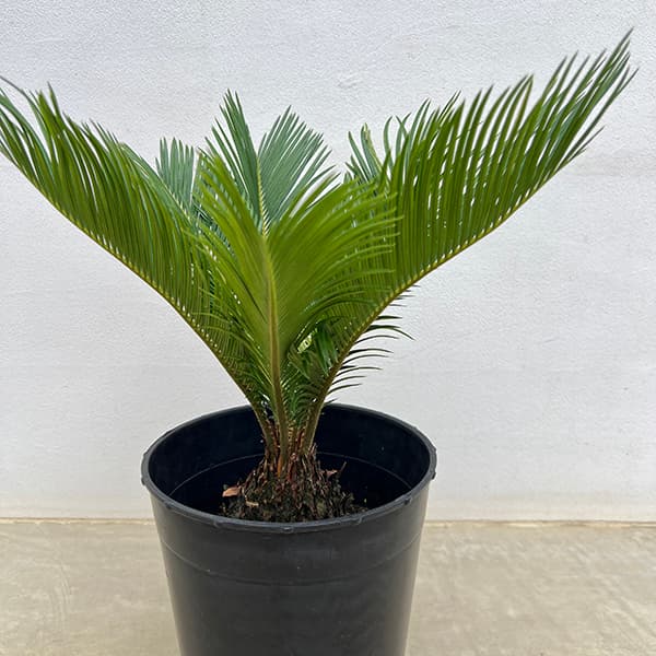 園芸ネット本店｜[ザ・ファームセレクト]ソテツ：斑入りソテツ 7号25