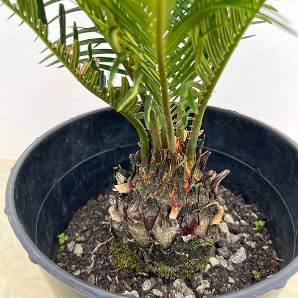 園芸ネット本店｜[ザ・ファームセレクト]ソテツ：斑入りソテツ 7号25