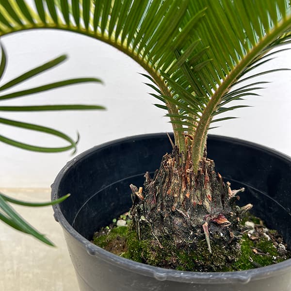 園芸ネット本店｜[ザ・ファームセレクト]ソテツ：斑入りソテツ 7号25