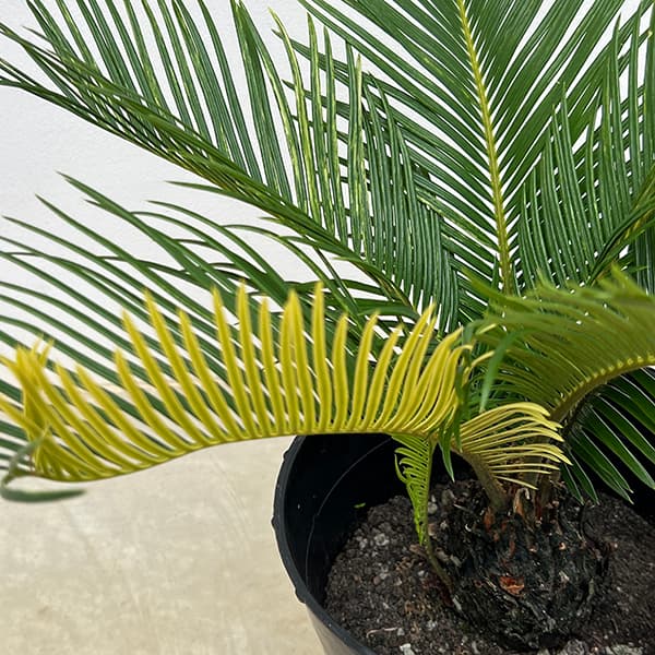 園芸ネット本店｜[ザ・ファームセレクト]ソテツ：斑入りソテツ 7号25