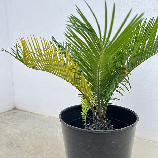 園芸ネット本店｜[ザ・ファームセレクト]ソテツ：斑入りソテツ 7号25