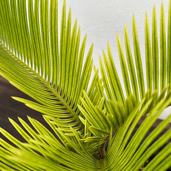 園芸ネット本店｜[ザ・ファームセレクト]ソテツ：黄金ソテツ 5号25-02