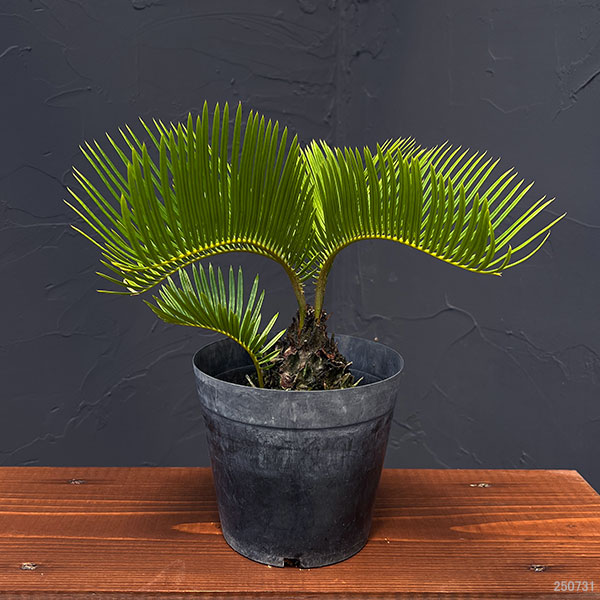 園芸ネット本店｜[ザ・ファームセレクト]ソテツ：黄金ソテツ 5号25-02