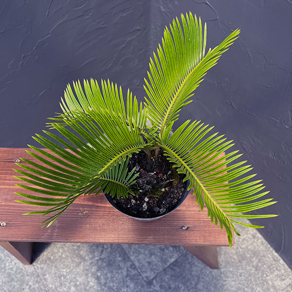 園芸ネット本店｜[ザ・ファームセレクト]ソテツ：黄金ソテツ 5号25-02