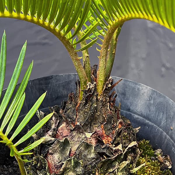 園芸ネット本店｜[ザ・ファームセレクト]ソテツ：黄金ソテツ 5号25-02