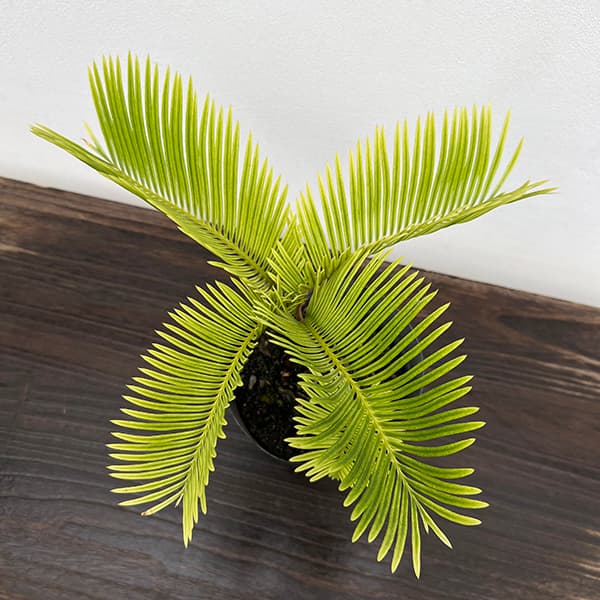 園芸ネット本店｜[ザ・ファームセレクト]ソテツ：黄金ソテツ 5号25-02