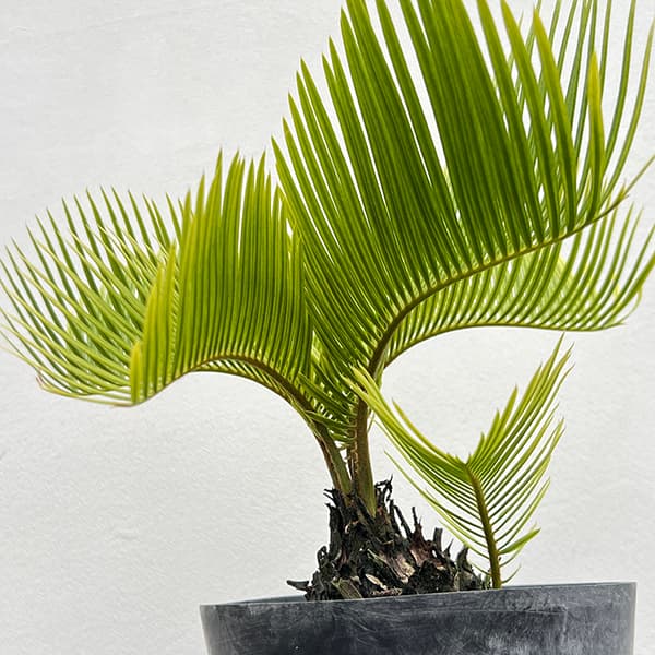 園芸ネット本店｜[ザ・ファームセレクト]ソテツ：黄金ソテツ 5号25-02