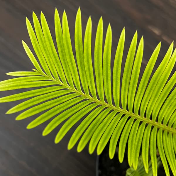 園芸ネット本店｜[ザ・ファームセレクト]ソテツ：黄金ソテツ 5号25-01