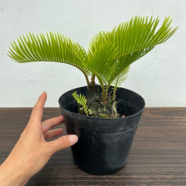 園芸ネット本店｜[ザ・ファームセレクト]ソテツ：黄金ソテツ 5号25-01