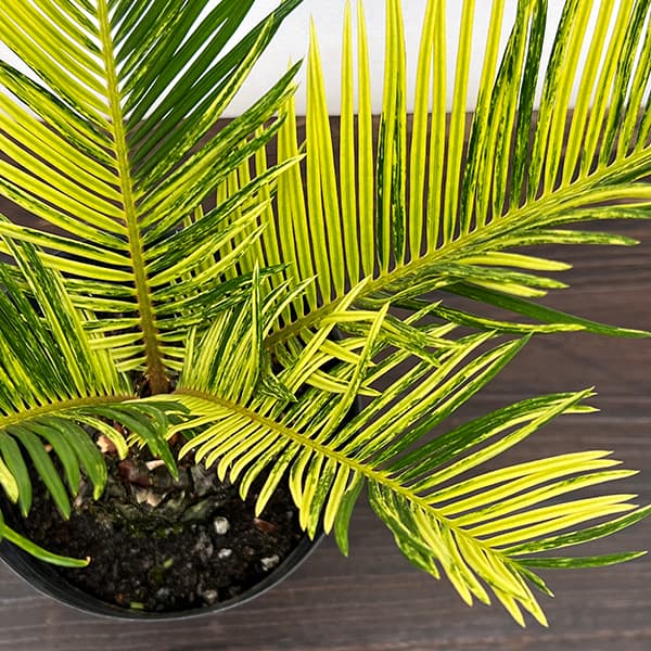 園芸ネット本店｜[ザ・ファームセレクト]ソテツ：斑入りソテツ