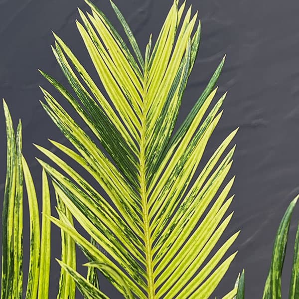 園芸ネット本店｜[ザ・ファームセレクト]ソテツ：斑入りソテツ