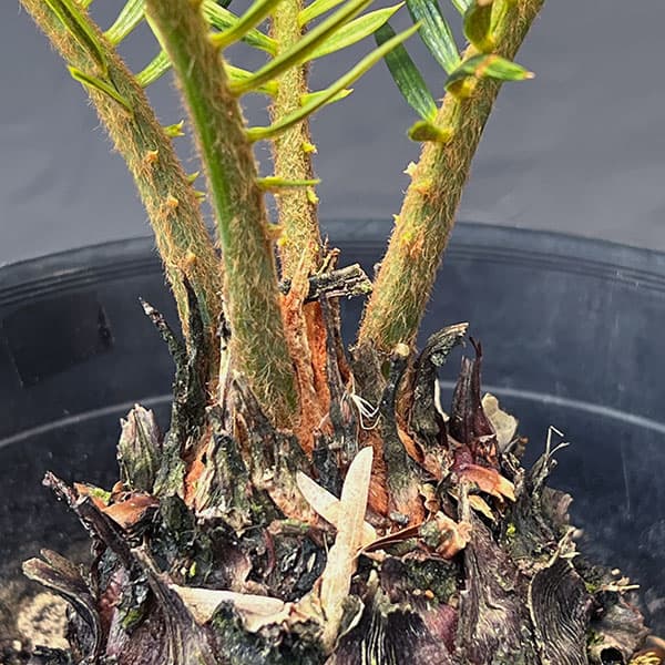 園芸ネット本店｜[ザ・ファームセレクト]ソテツ：斑入りソテツ