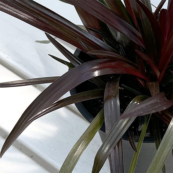 園芸ネット本店｜ハマユウ：銅葉 6号鉢植え の通販【公式】