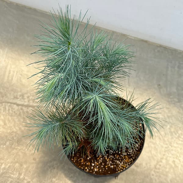 園芸ネット本店｜マツ：マルチネスピニョンマツ 8号鉢植え の通販【公式】