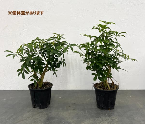 園芸ネット本店｜シェフレラ：コンパクタ 4号硬質ポット の通販【公式】