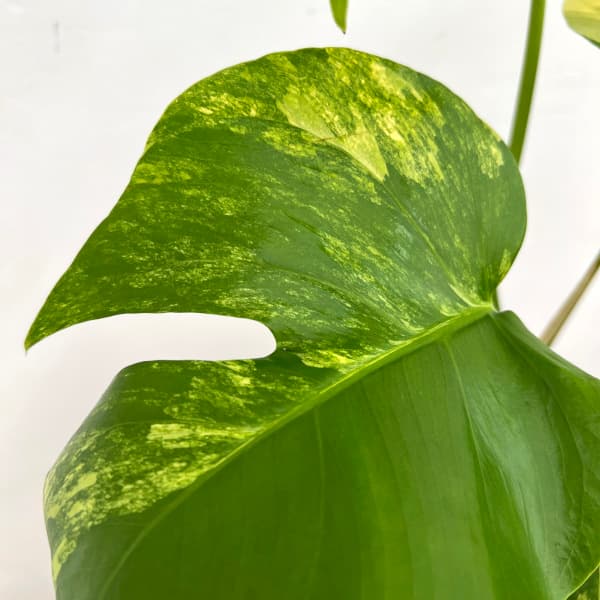 園芸ネット本店｜モンステラ：ボルシギアナオーレア（黄斑） 5号鉢植え